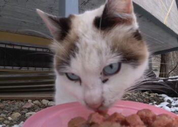 Ақтаулық блогер қараусыз қалған үй жануарларын тамақтандыруды қолға алды