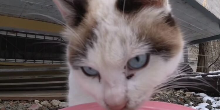 Ақтаулық блогер қараусыз қалған үй жануарларын тамақтандыруды қолға алды